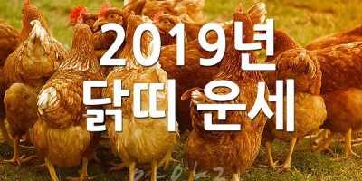 2019년 닭띠 운세