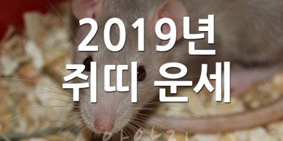 2019년 쥐띠 운세