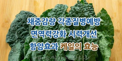케일 효능 케일 먹는법 케일의 효과 케일 가격