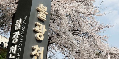 2024년 불광천 벚꽃축제